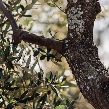 Casa Menta - Nature Experience Santa Ninfa
